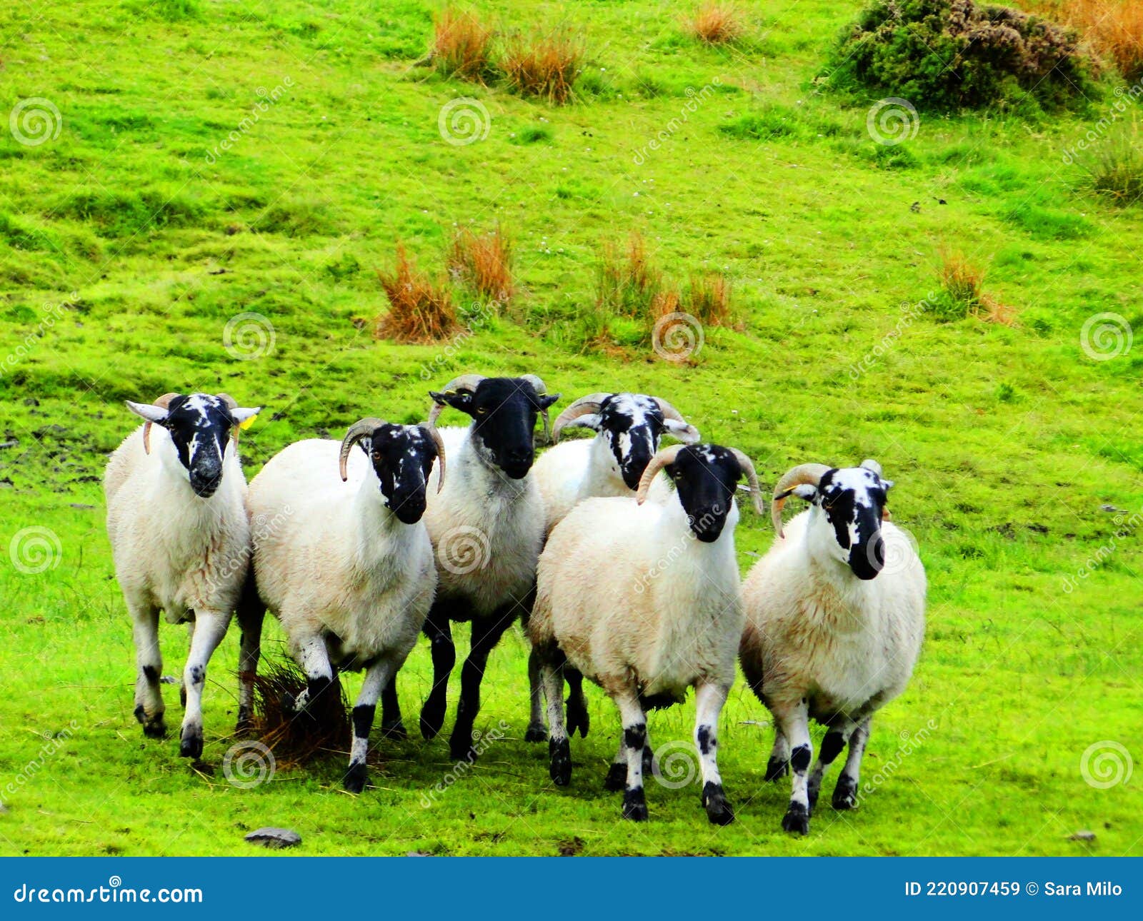 ireland, irish sheep-irlanda allevamento pecore irlandesi