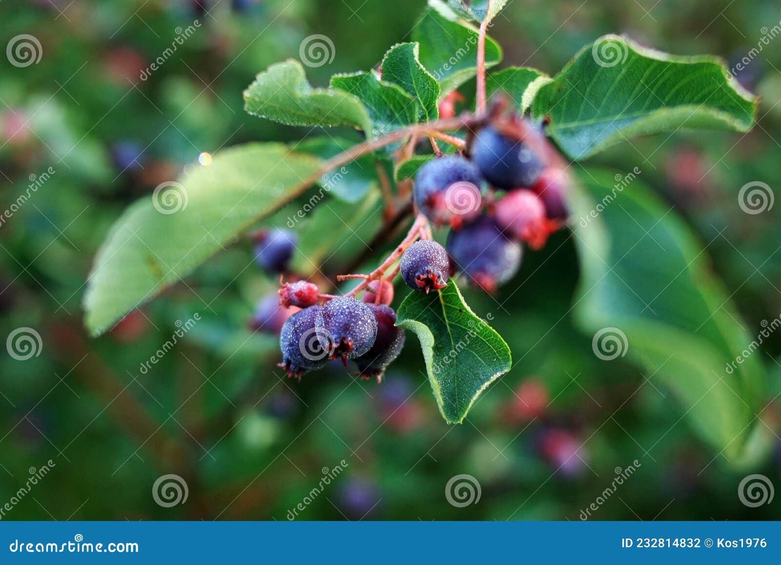 irgi berries in dew drops