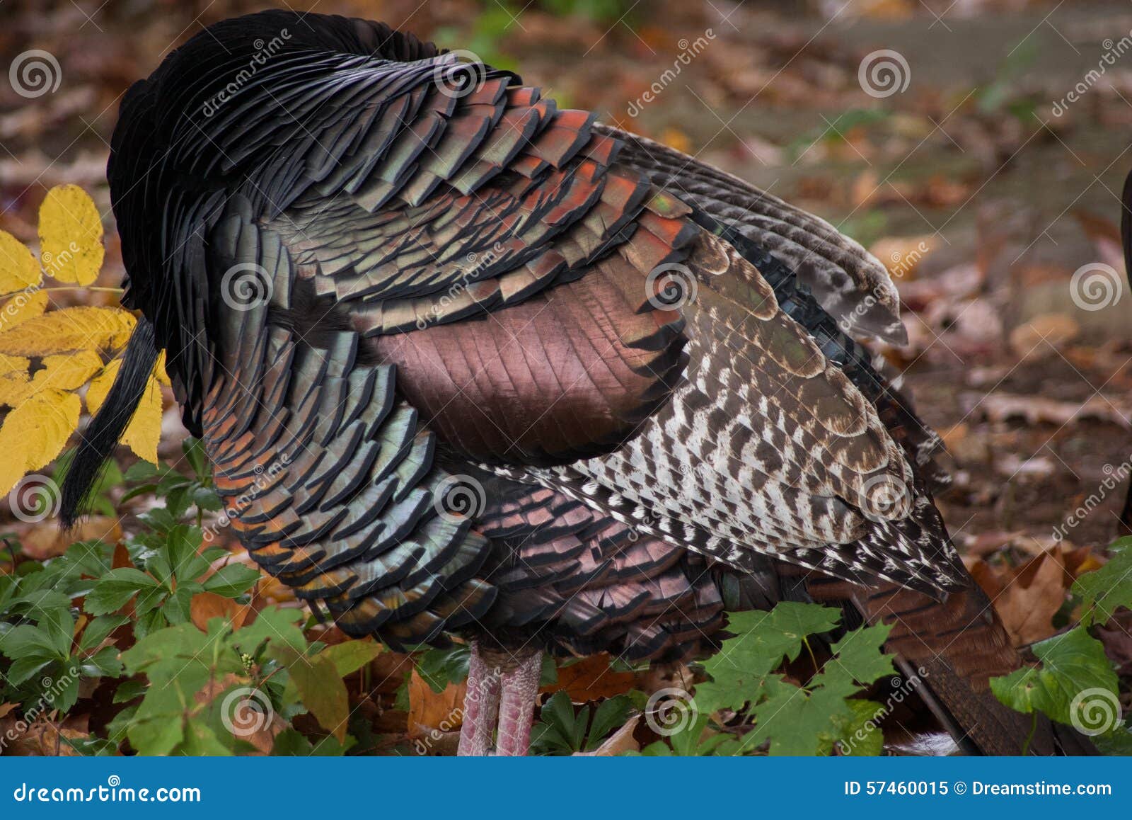 Iridescent Feathers of Wild Turkey Stock Image Image of wildlife