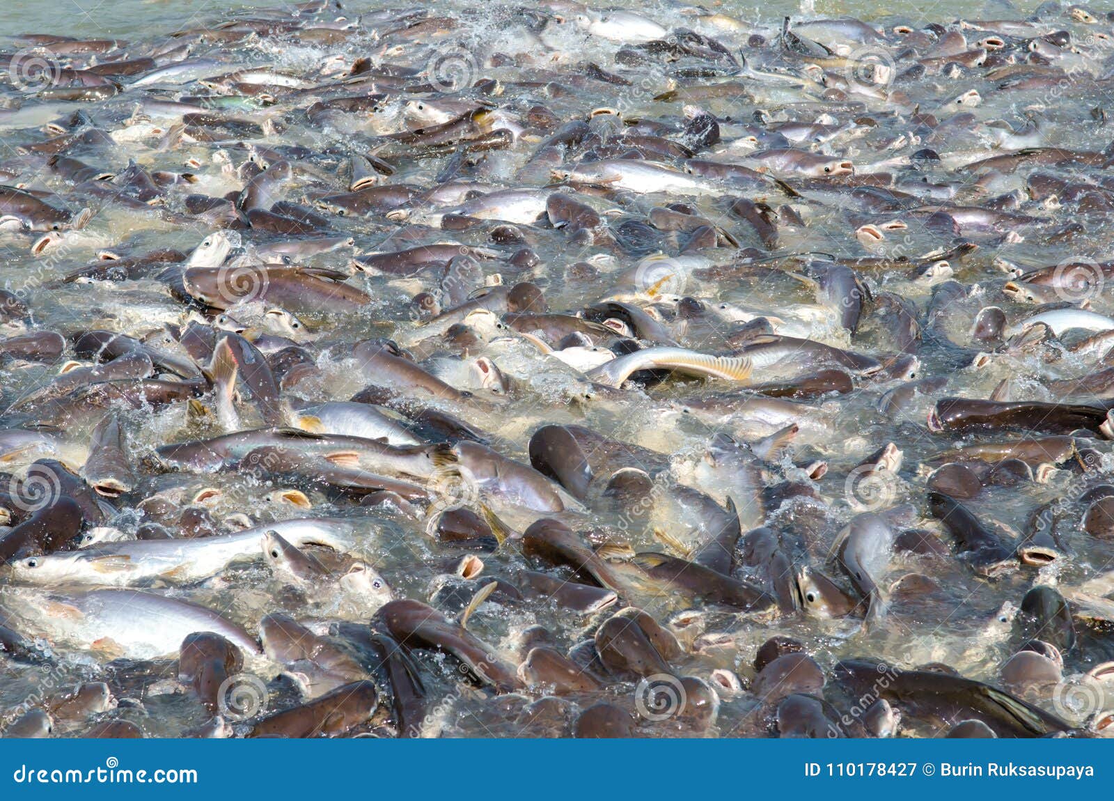 Groups Of Fish In The River In Front Of Temple In Thailand. Stock Image ...