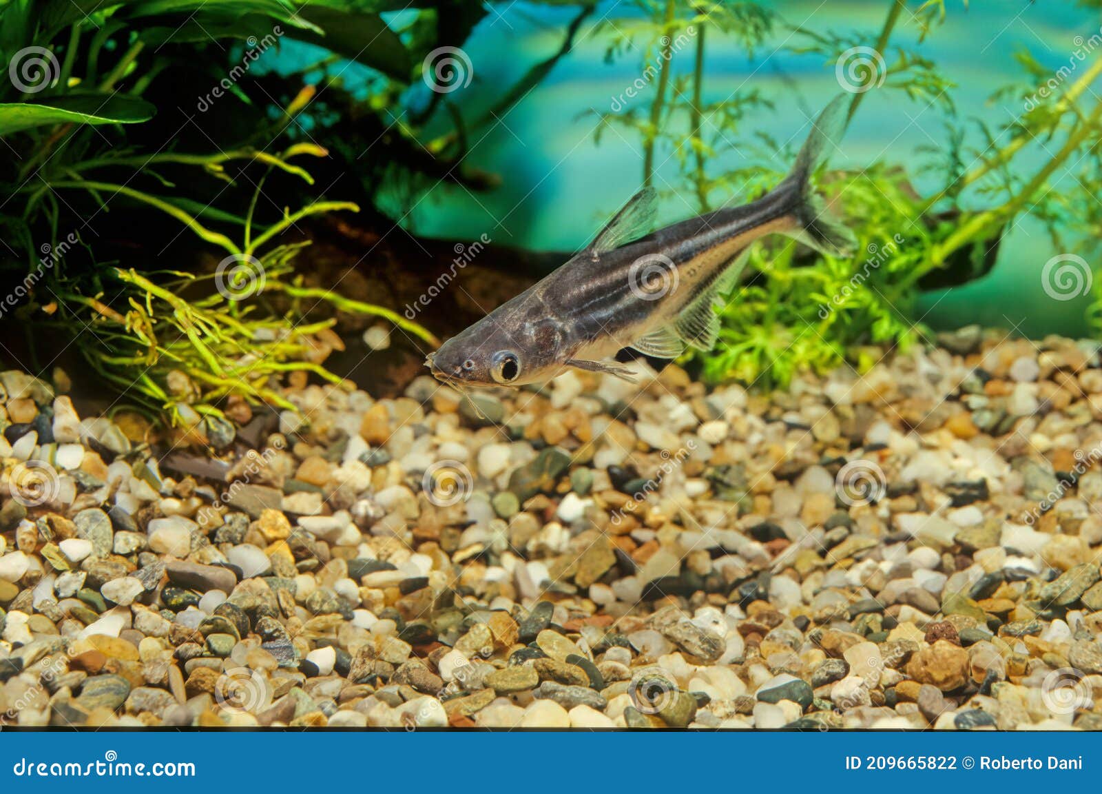 Iridescent shark stock photo. Image of aquarium, fish - 209665822