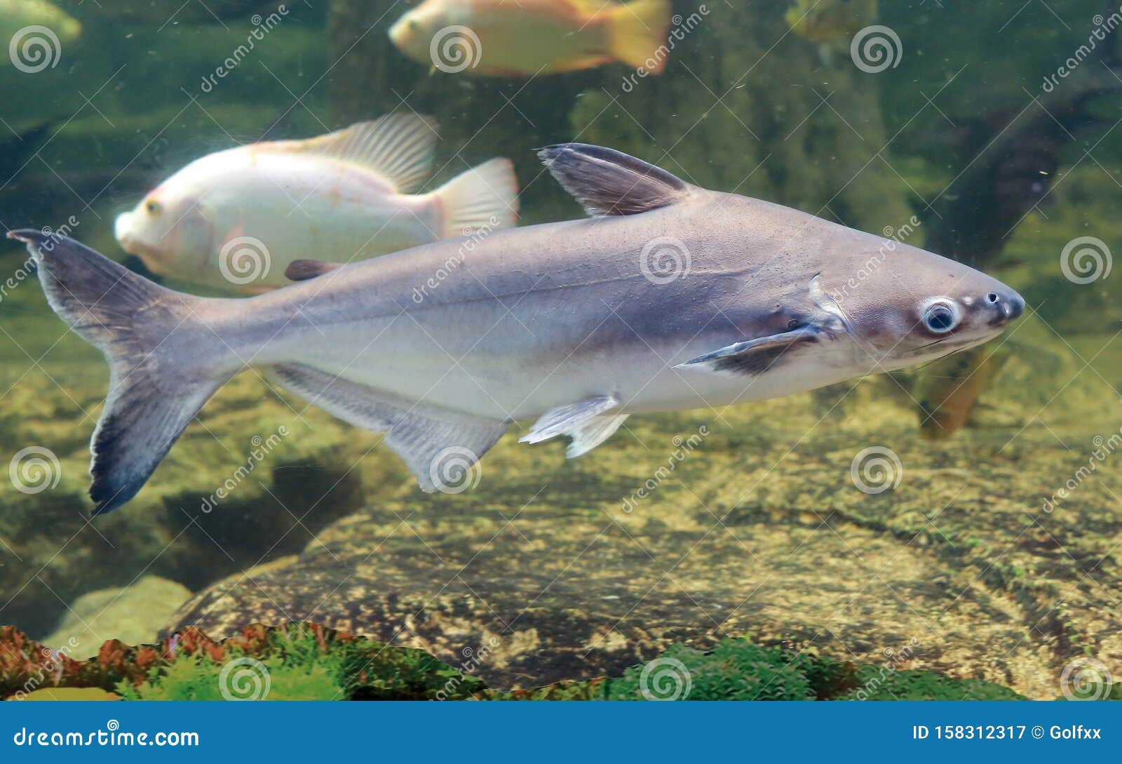 Iridescent Shark Swimming in Pond Stock Image - Image of aquatic, brown:  158312317, image size:1600x1089