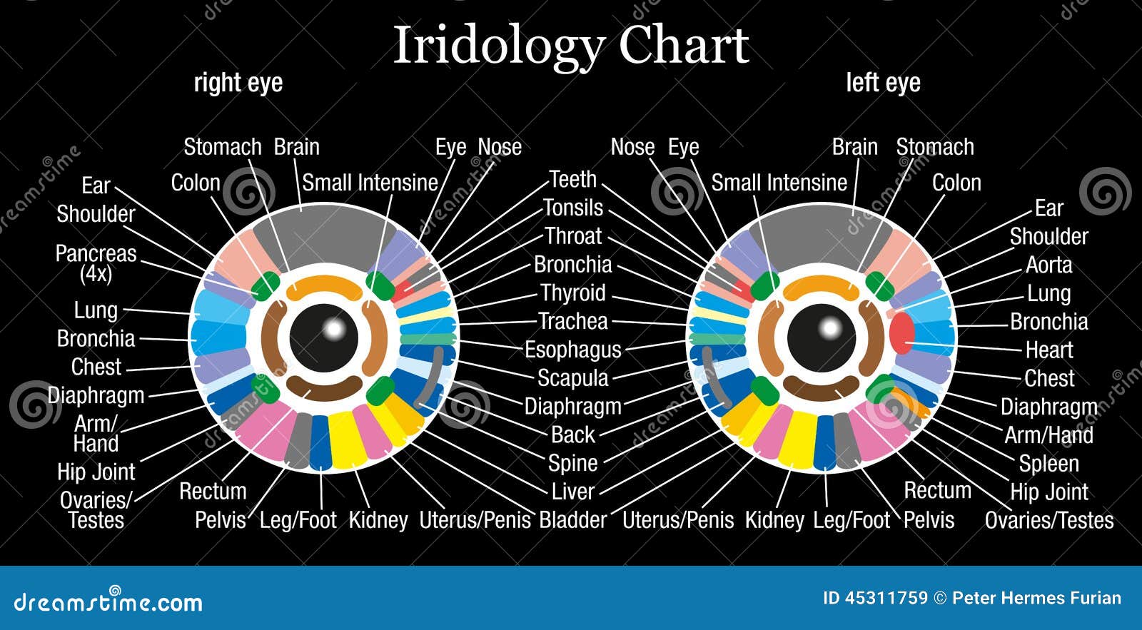 What Is Iridology Chart