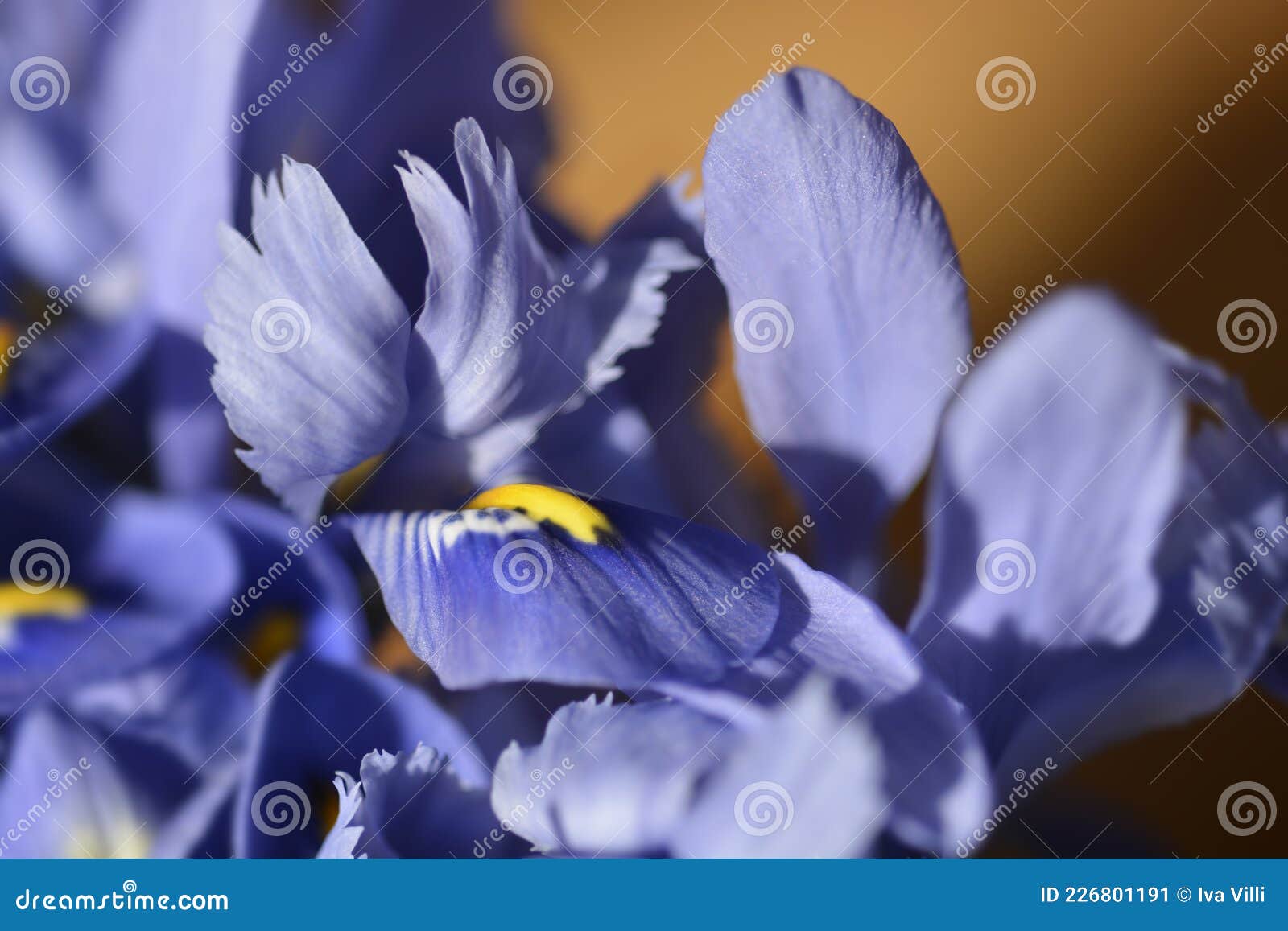 Iris alida imagen de archivo. Imagen de flor, diafragma 226801191