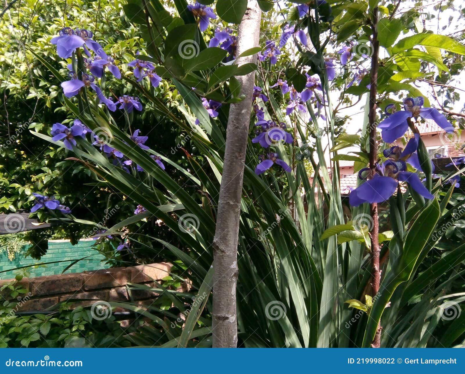 Iris Andante. Planta Exótica De Flores Azules. Pobre Hombre Orquídea Foto  de archivo - Imagen de numeroso, interesante: 219998022