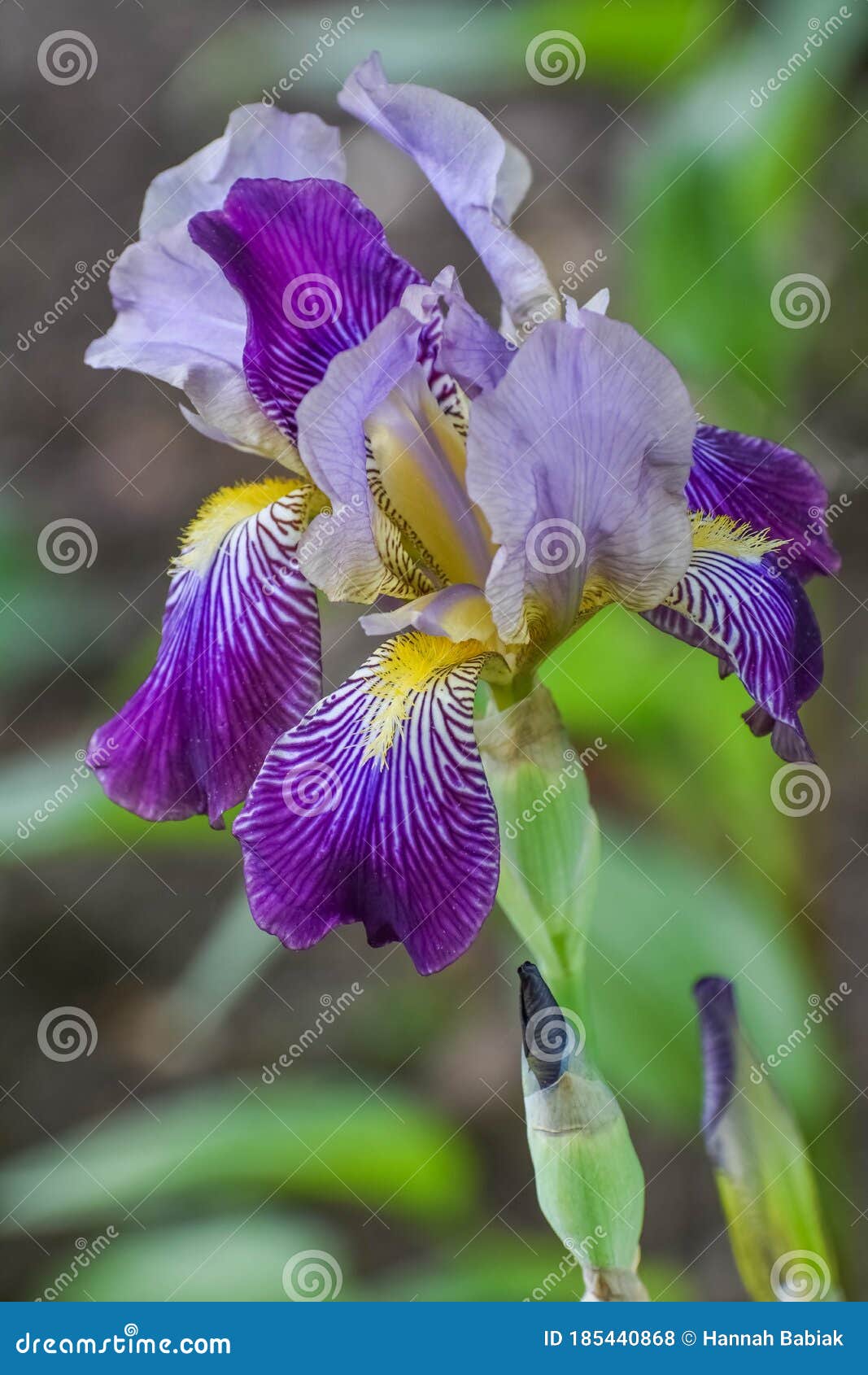 Iris Barbus Mauve Et Jaunes Photo stock - Image du pourpré, fleur: 185440868