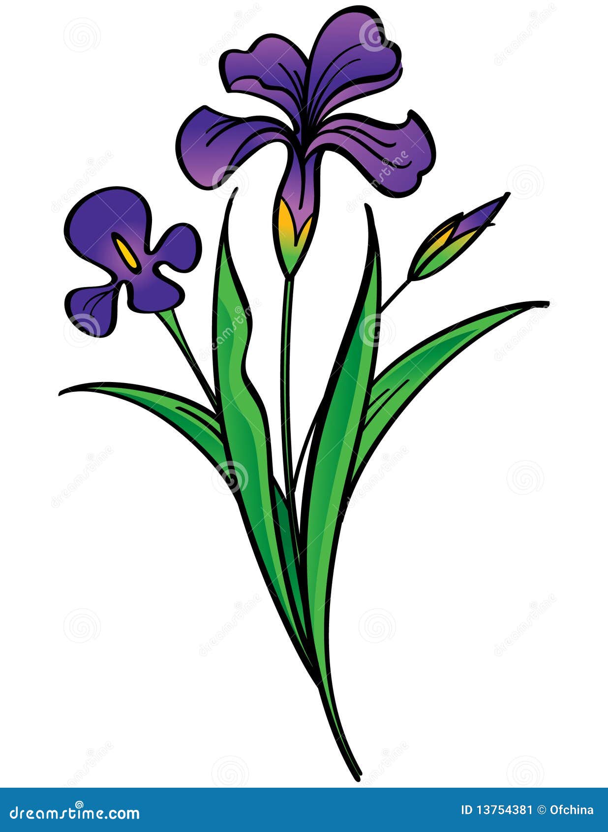 Iris - beautiful flowers stock vector. Illustration of design - 13754381