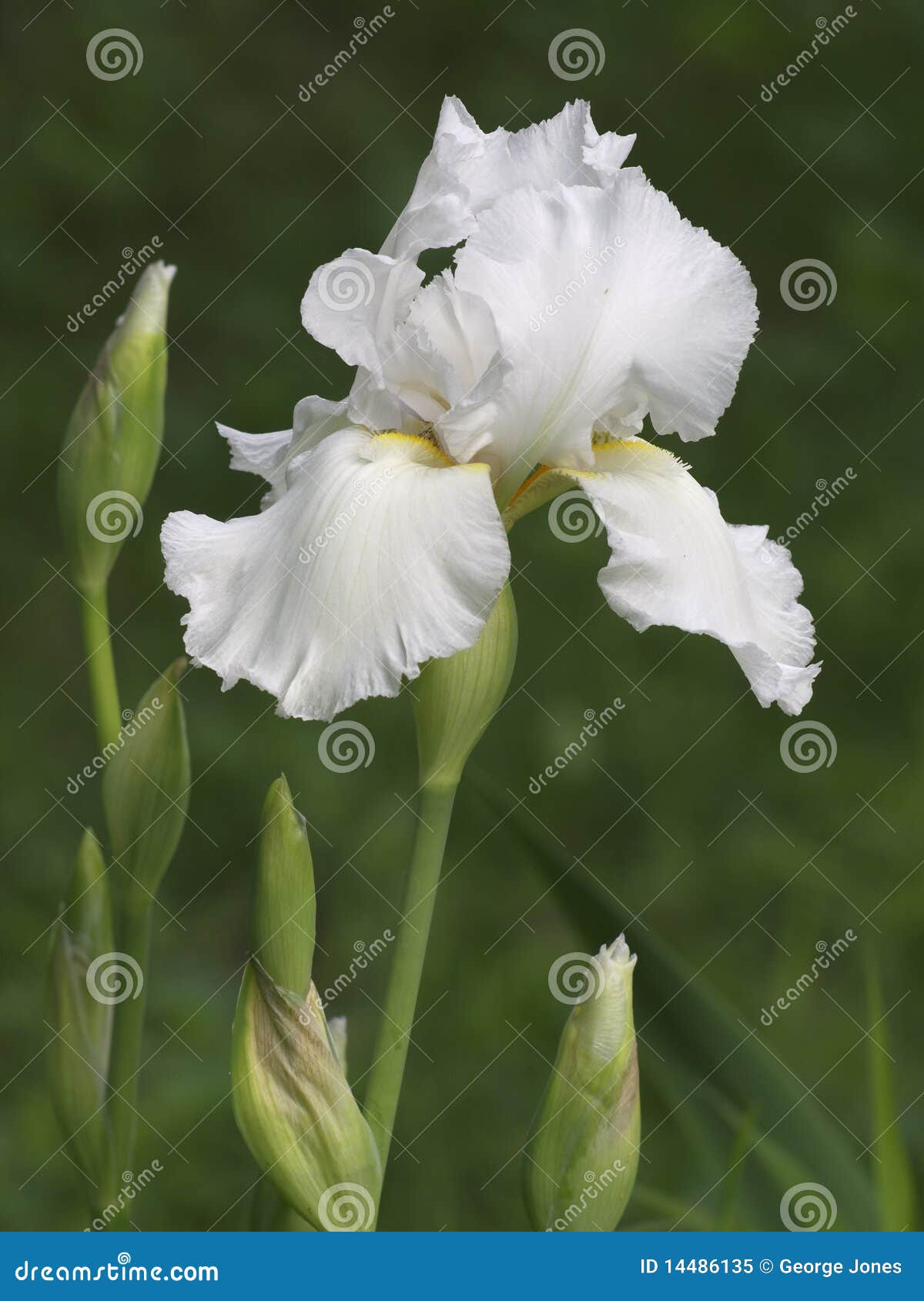Iris blanc image stock. Image du blanc, iris, ressort - 14486135