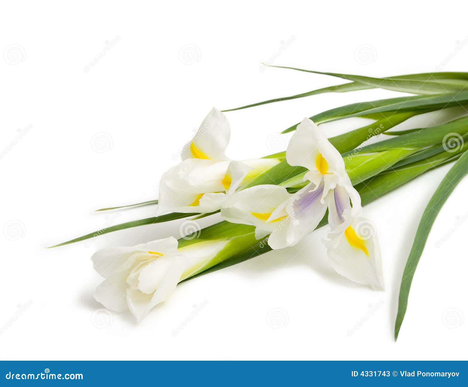Iris blanc image stock. Image du centrale, nature, beau - 4331743