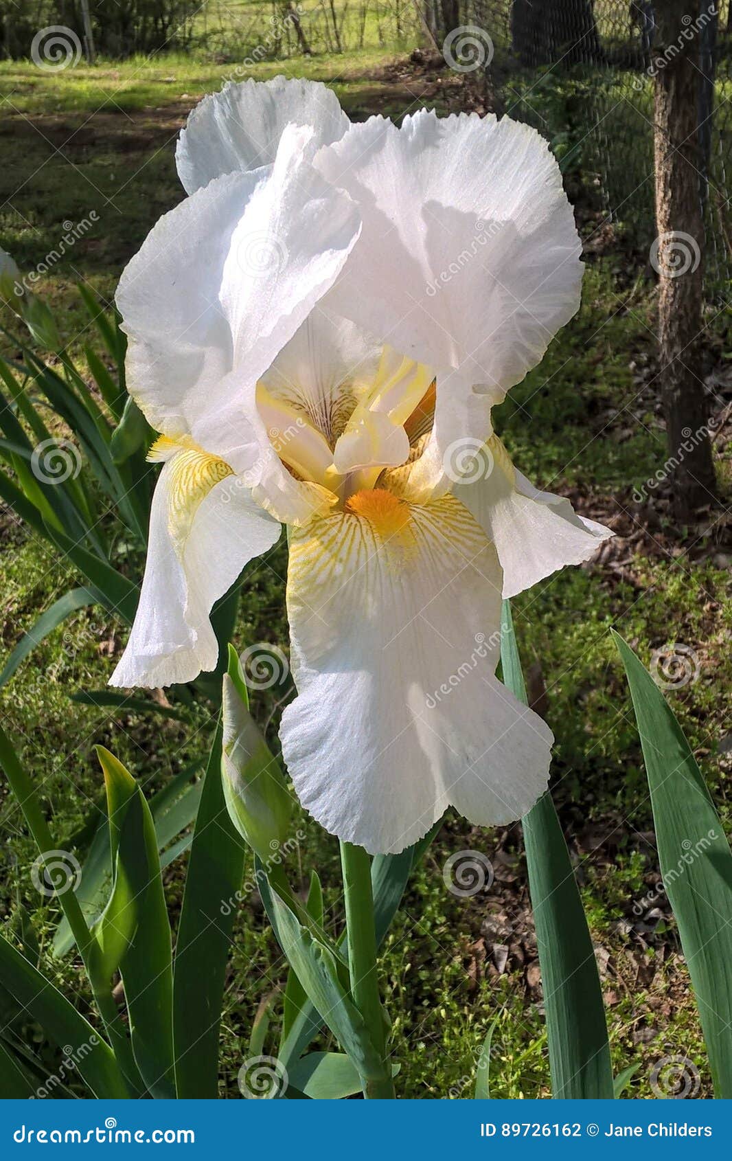 Iris blanc photo stock. Image du jardin, planté, éternel - 89726162