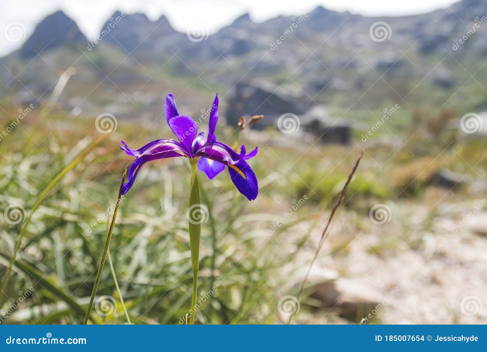 iris boissieri `lirio do xures` in the mountains of baixa limia Ã¢â¬â serra do xurÃÂ©s natural parkland