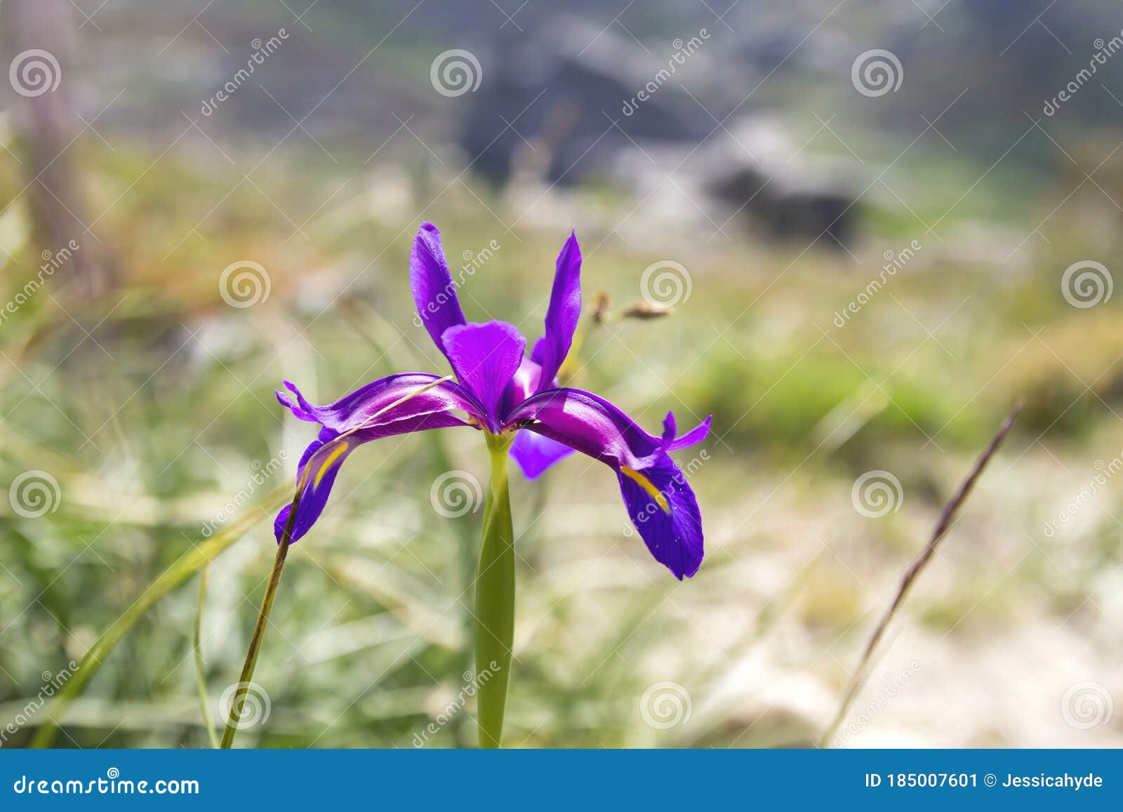 iris boissieri, `lirio do xures` purple wild flower