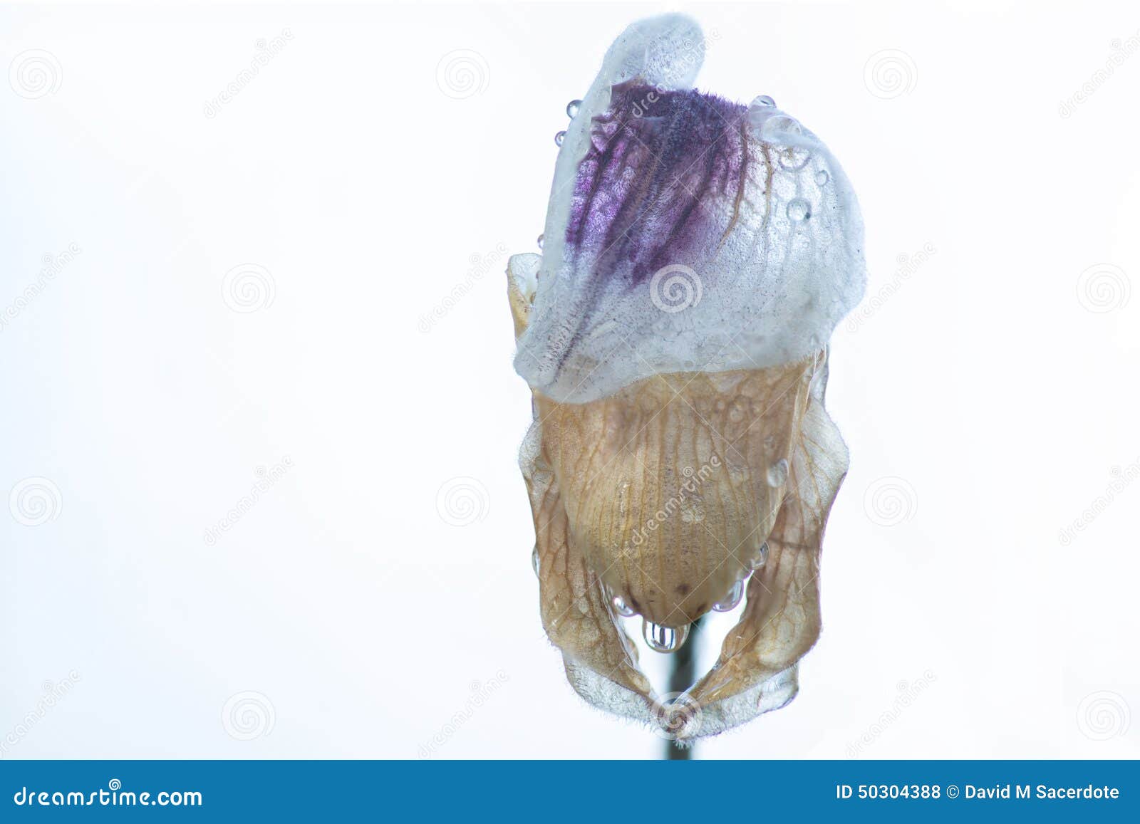 IRIS stock photo. Image of flowers, photography, abstract - 50304388