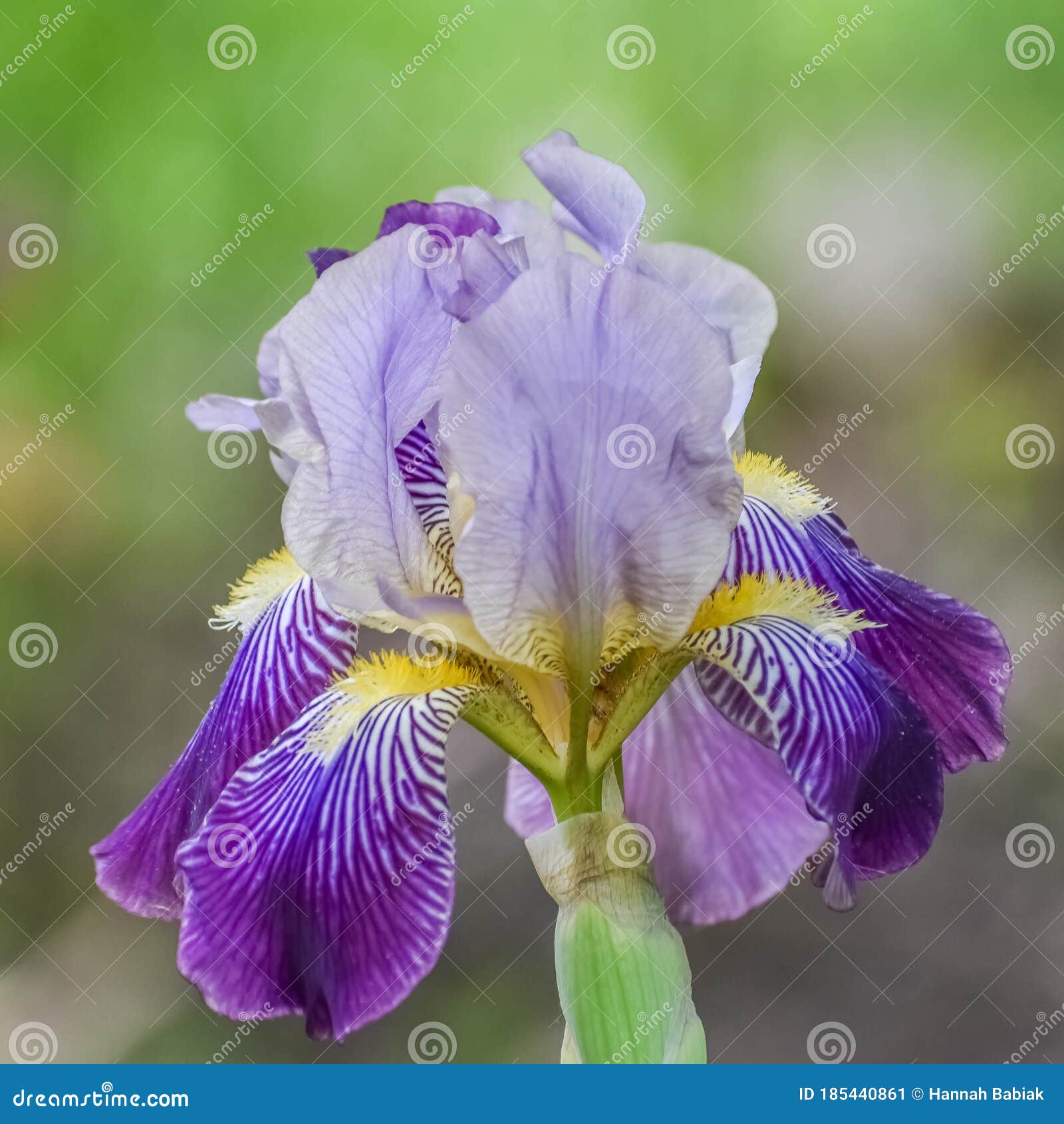 Iris Con Barba Morado Y Amarillo Imagen de archivo - Imagen de verde,  fondo: 185440861