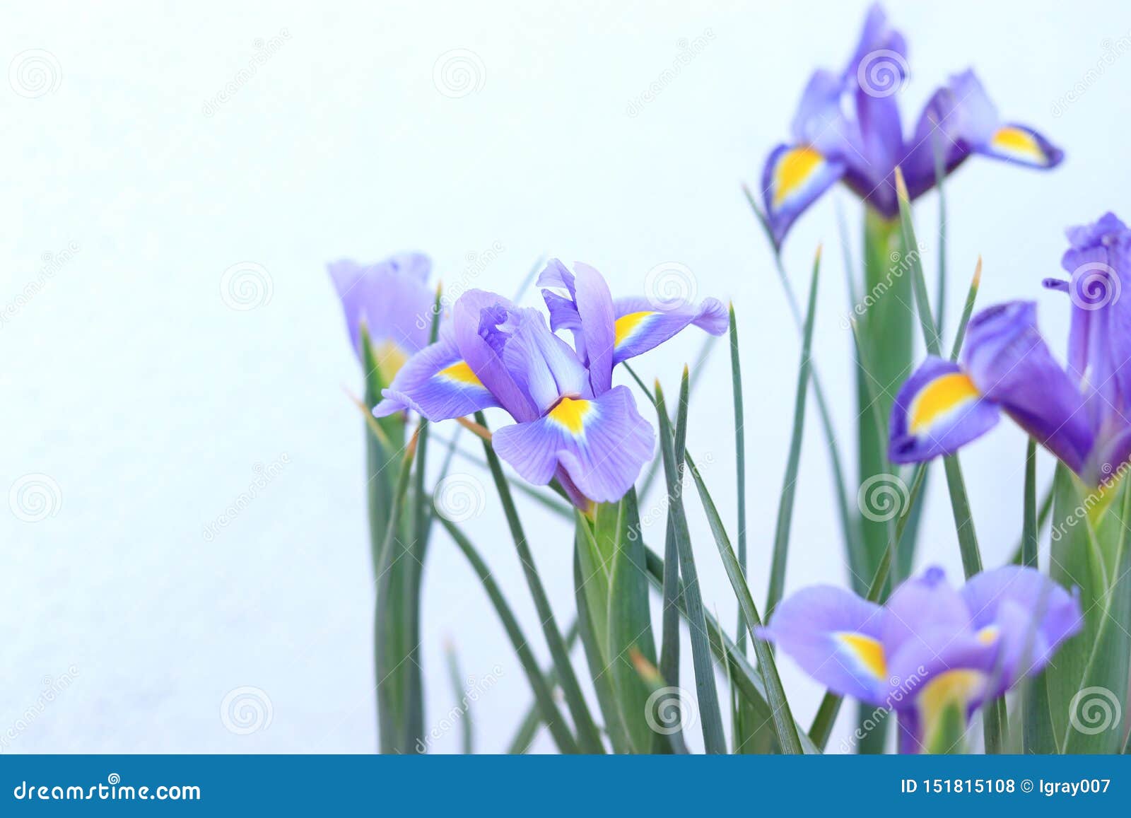 Iris Con Bulbo Iris Florecientes De Las Flores Del Fondo Naturaleza Foto de  archivo - Imagen de diafragma, invernadero: 151815108