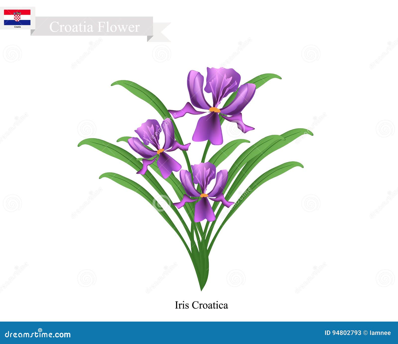 ¿Cuál es la flor nacional de Croacia