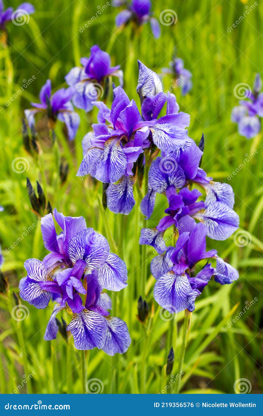 Iris De Flores De Colores En La Hierba Foto de archivo - Imagen de floral,  belleza: 219356576
