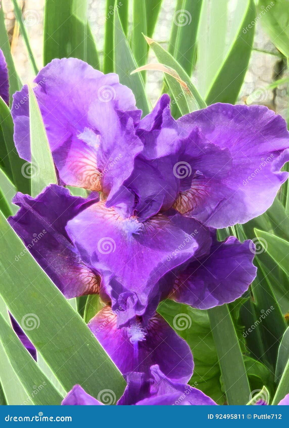 Iris de la orquídea imagen de archivo. Imagen de primavera - 92495811