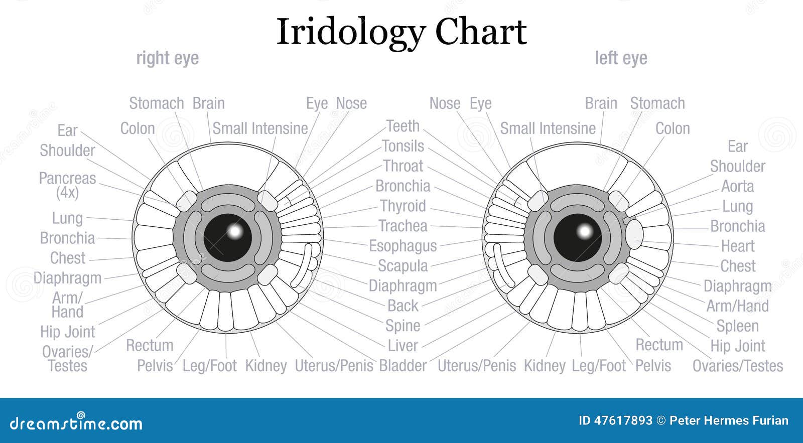 Iris Diagnosis Chart Eye Outline Stock Vector Image 47617893