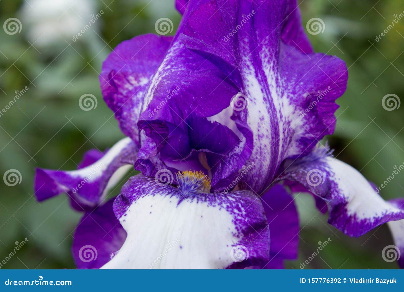 Iris En Violet Et Blanc,Beau Closeup De Fleurs Iris Barbu Allemand Photo  stock - Image du bleu, blanc: 157776392