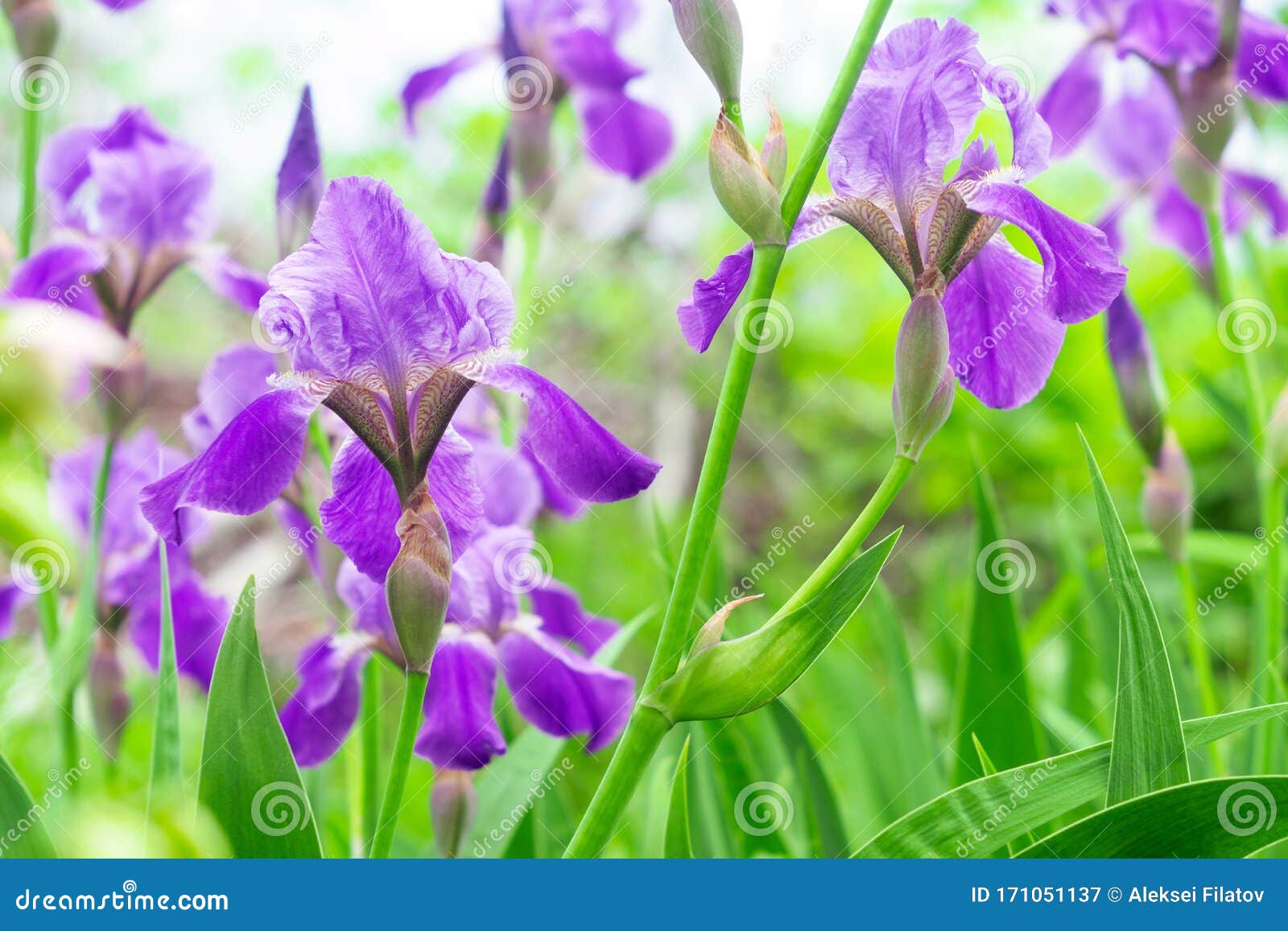 Iris Flower. Iris Flowers Grow in the Garden in Summer. Beautiful ...