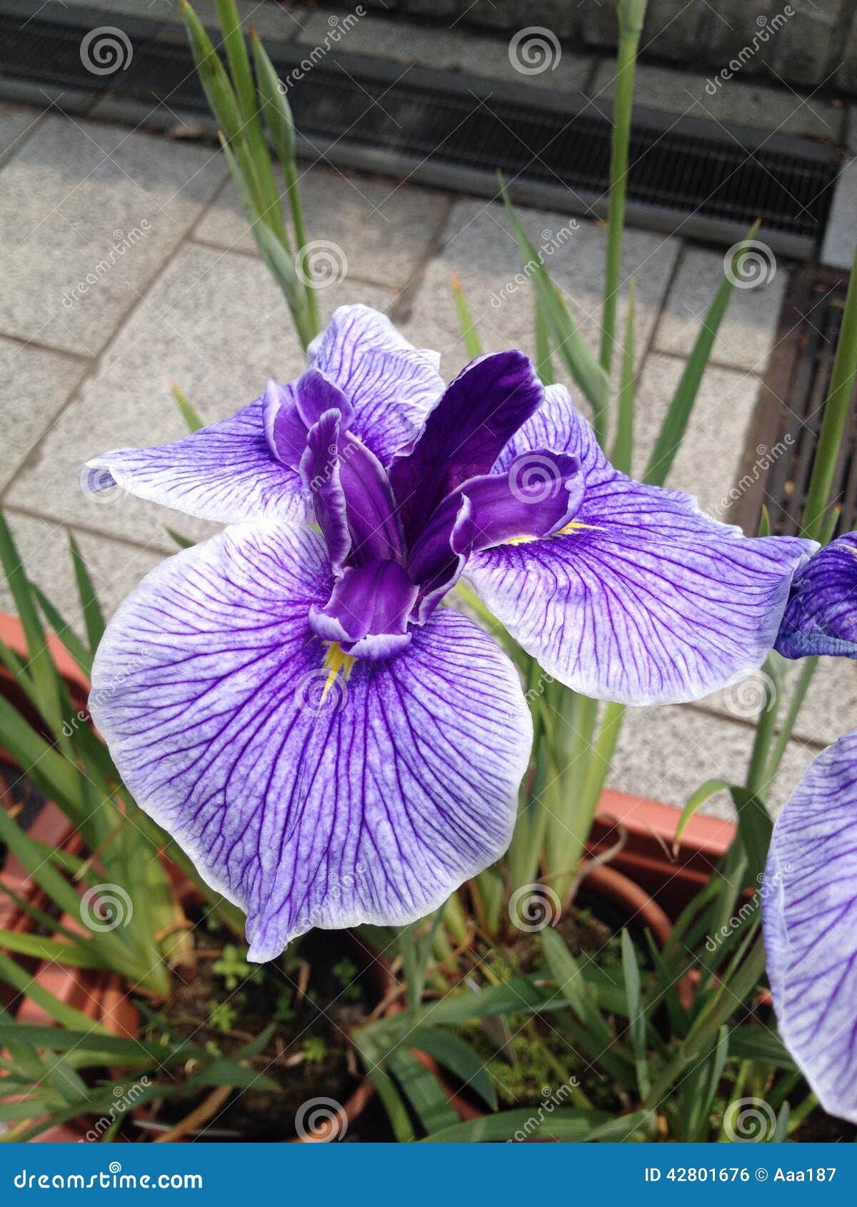 Iris flower stock photo. Image of flora, flower, japan 42801676