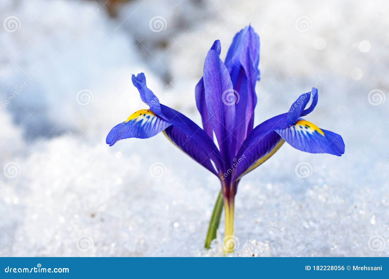 Iris Flower in Ice , Early Spring Flowers Stock Photo - Image of blue,  flore: 182228056