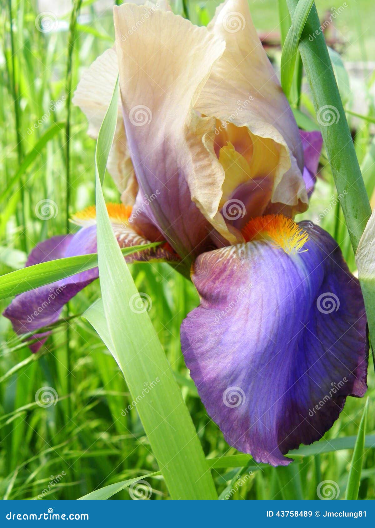Iris flower outside stock image. Image of garden, leaves 43758489
