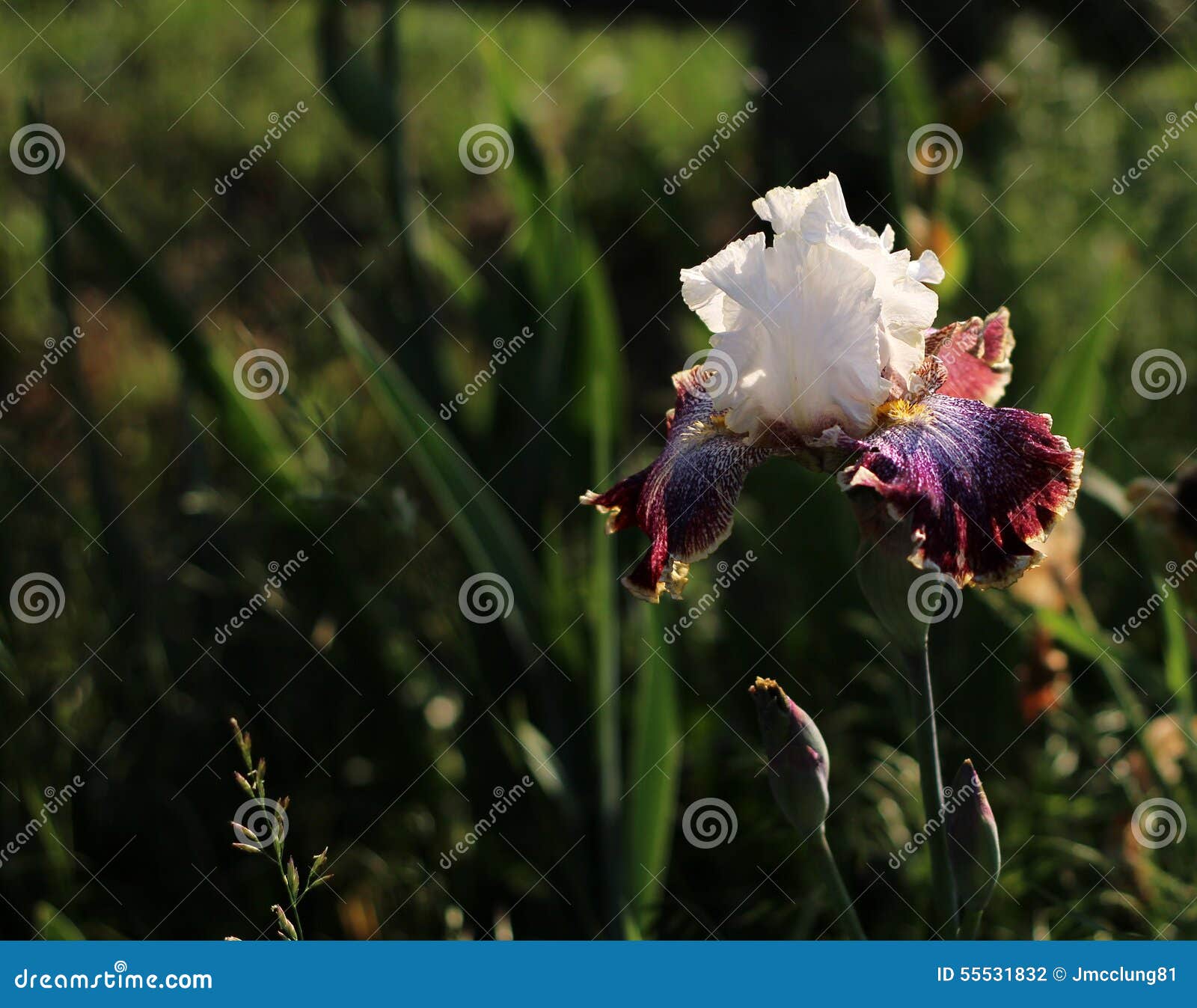 Iris flower outside stock photo. Image of foliage, beard 55531832