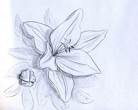 Iris Flower - Pencil Sketch Stock Illustration - Illustration of lily ...