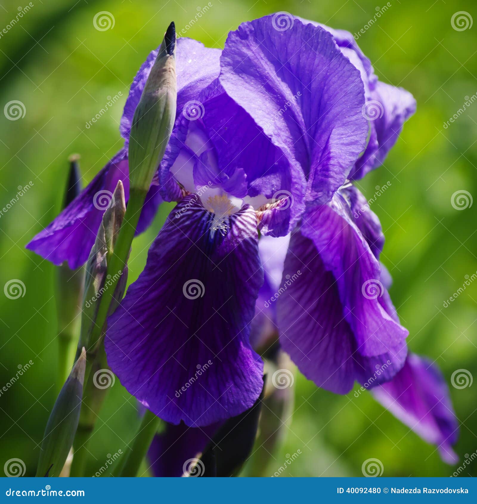 The Iris Flower