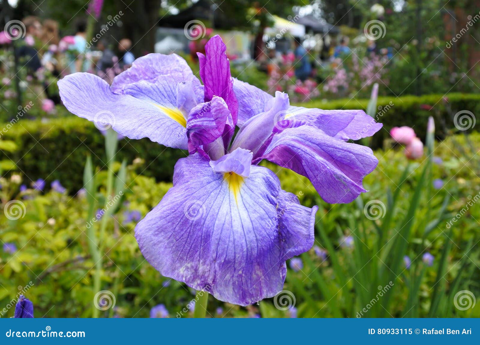Iris Flower Plant. Iris sibirica Blumenanlage wächst im Garten