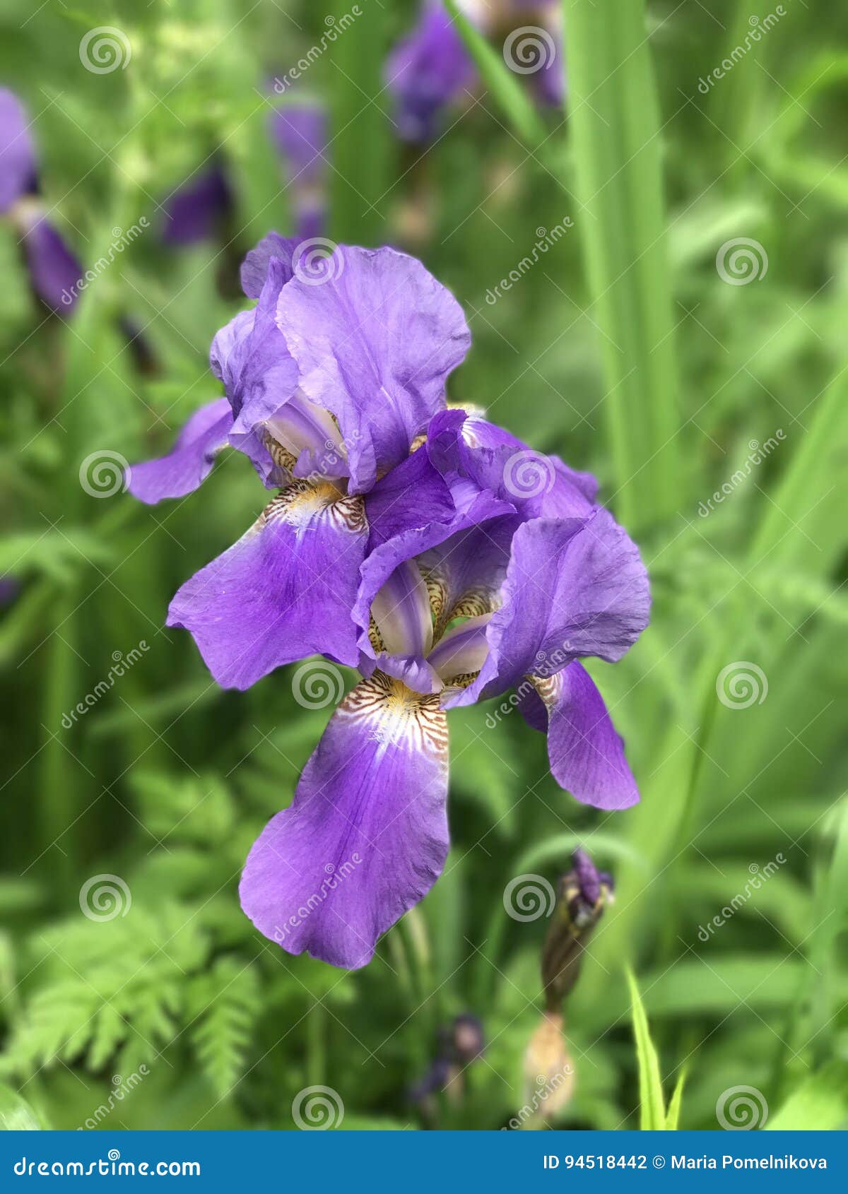 IRIS FLOWER stock photo. Image of happy, june, lifestyle - 94518442