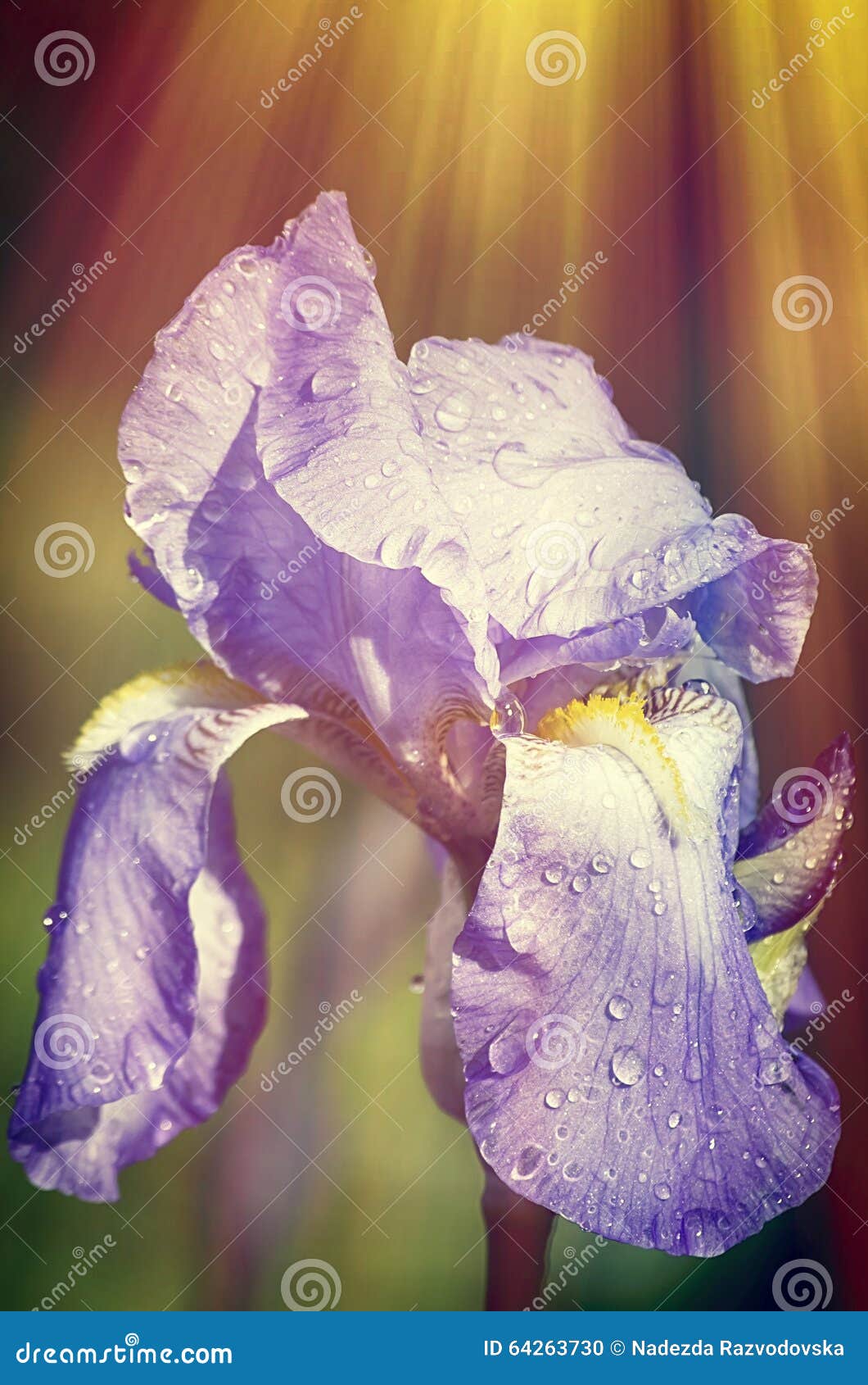 Iris Flower with Sun stock photo. Image of plant, park 64263730