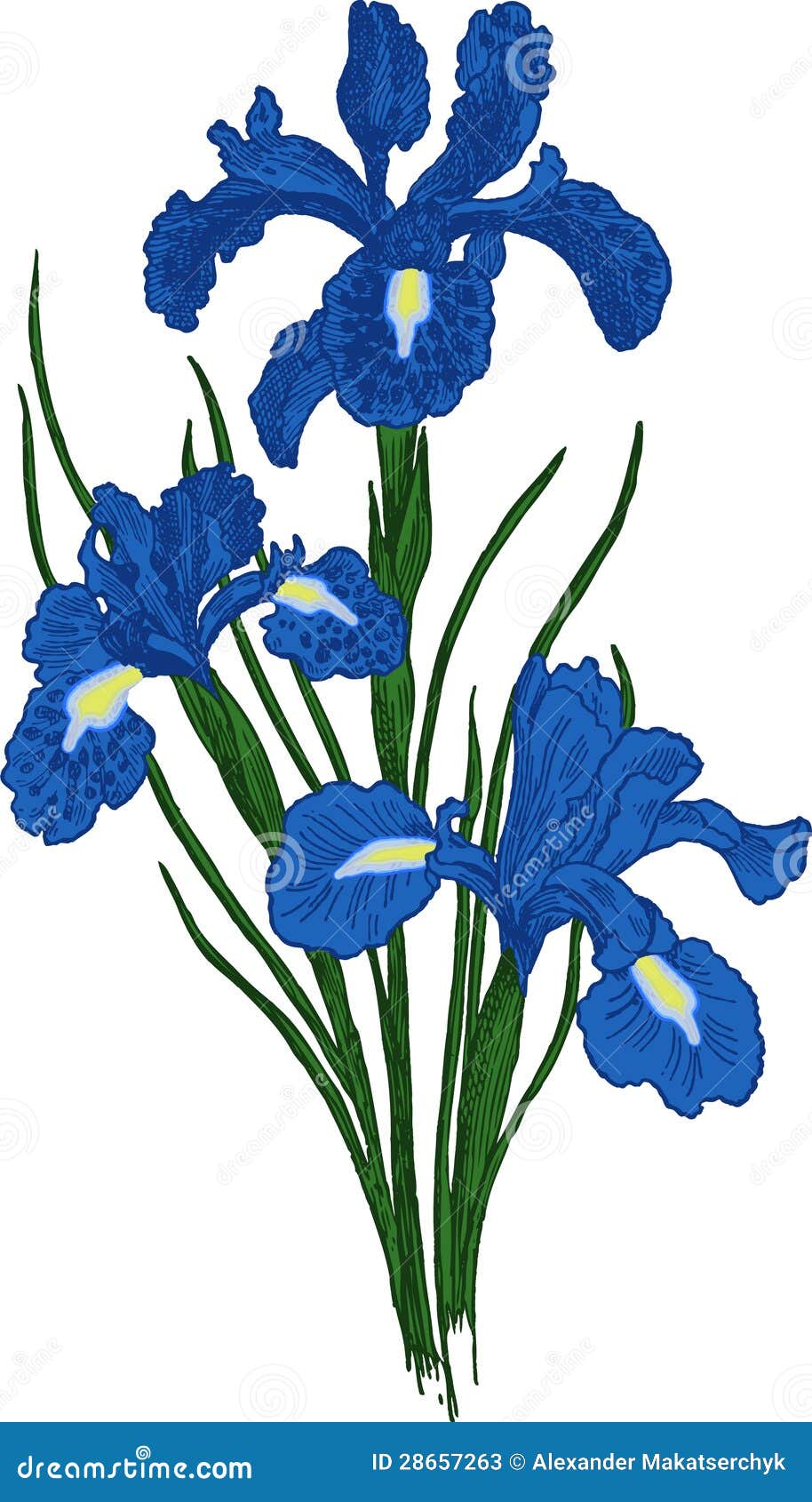 clipart iris flower - photo #40