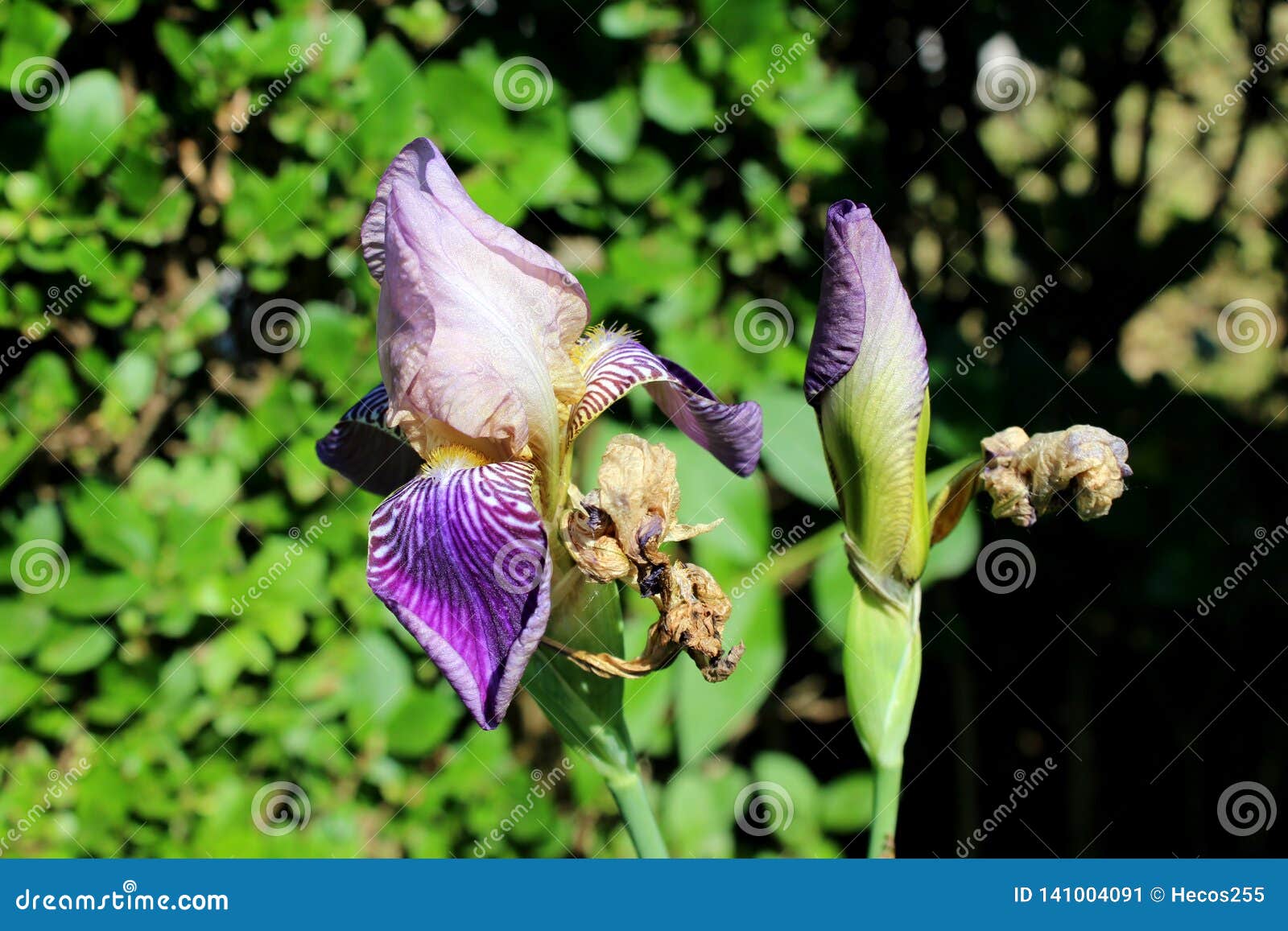 Iris Flowering Perennial Plant with Showy White To Dark Violet ...