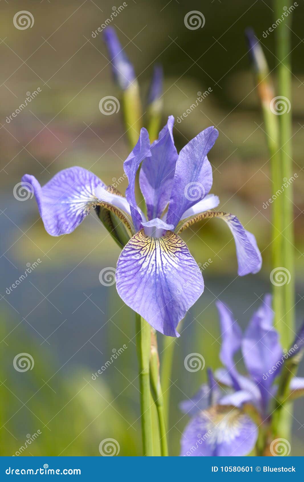 Iris flowers stock image. Image of cheerful, seasonal 10580601