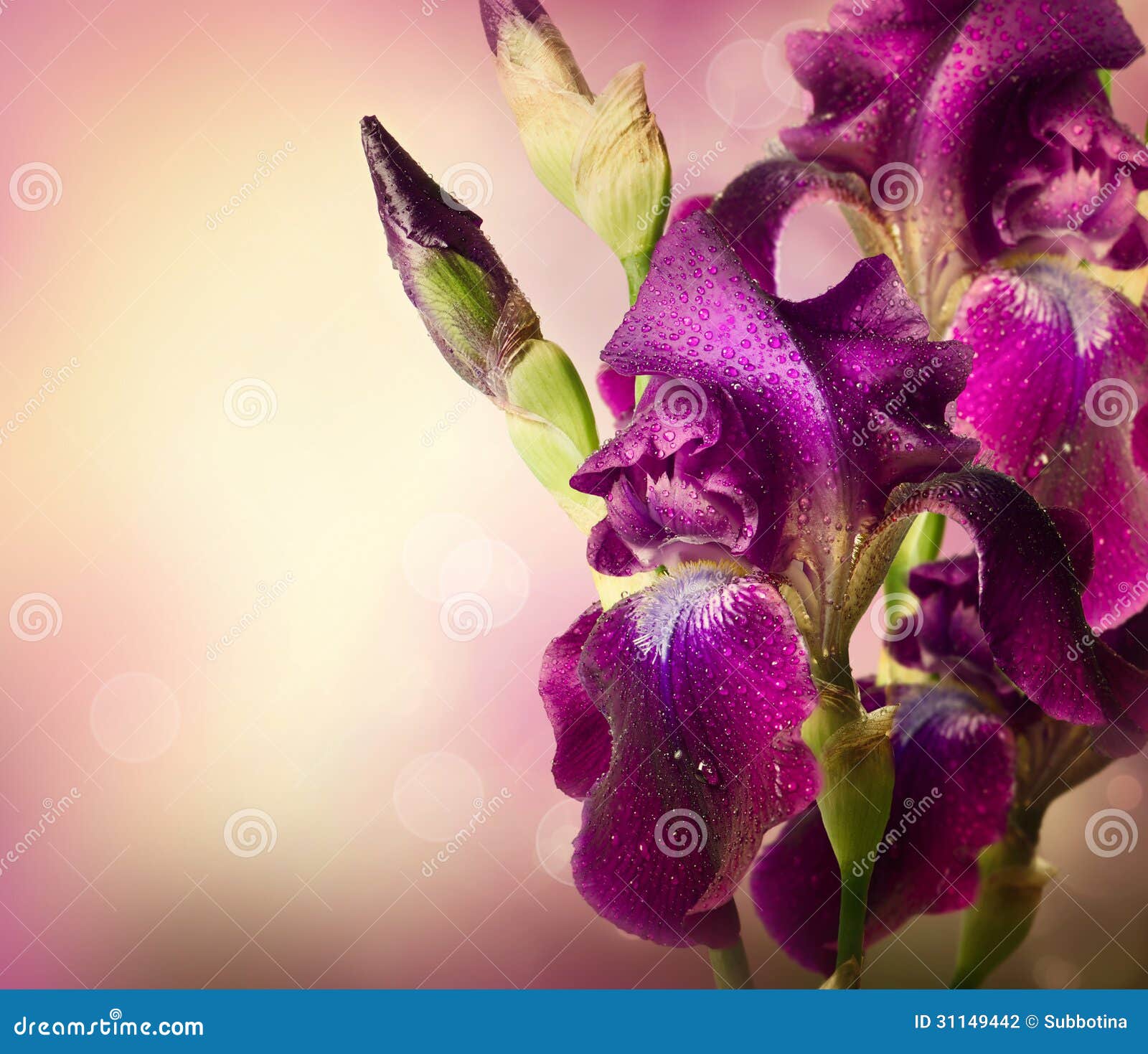 Iris Flowers Art Design Stock Photography  Image: 31149442