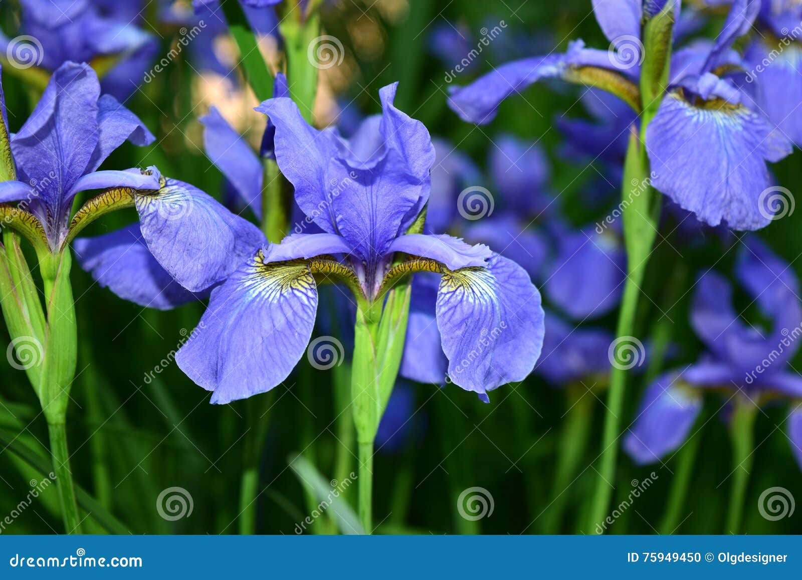 Iris flowers stock photo. Image of blue, purple, nature - 75949450