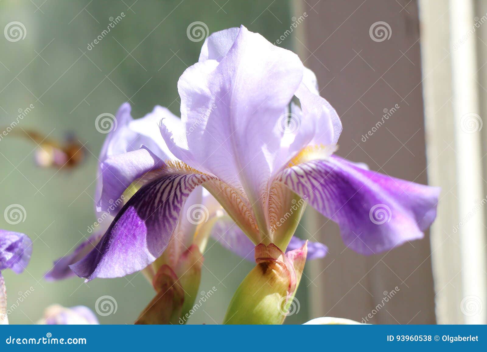 iris flowers, a beautiful spring flower