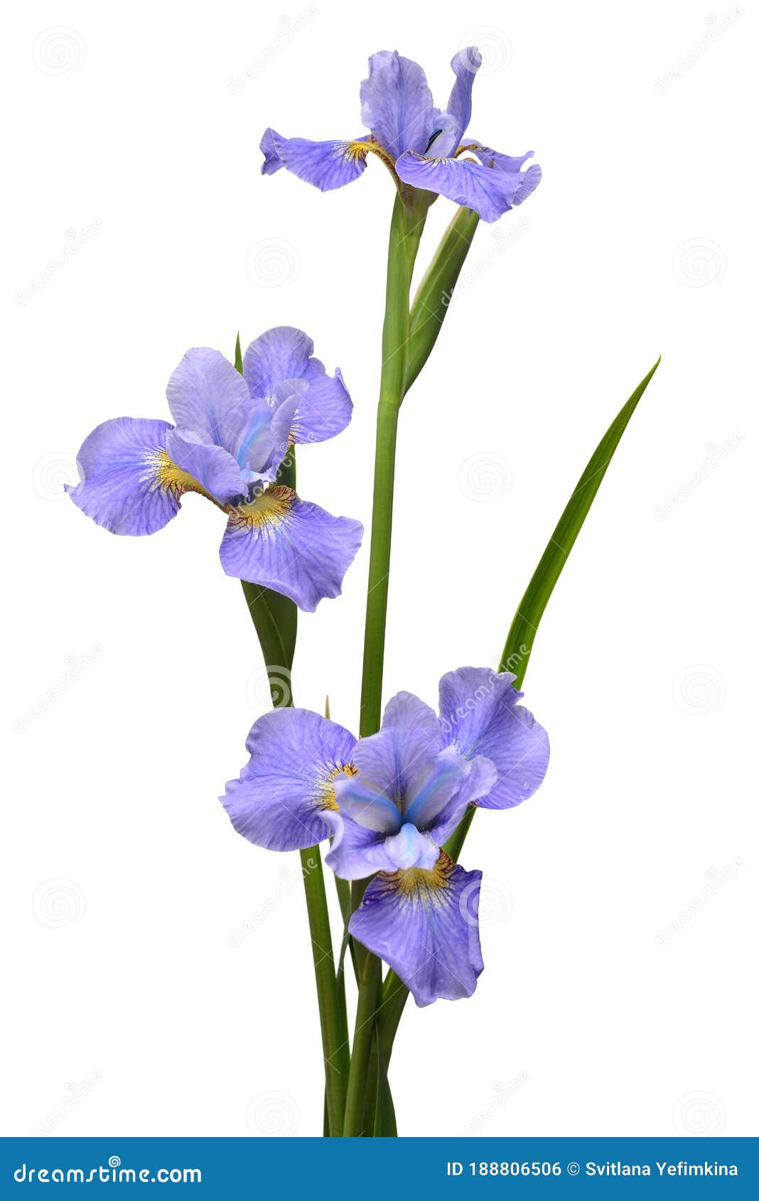 Iris Flowers Bouquet Blue Isolated on White Background. Summer ...