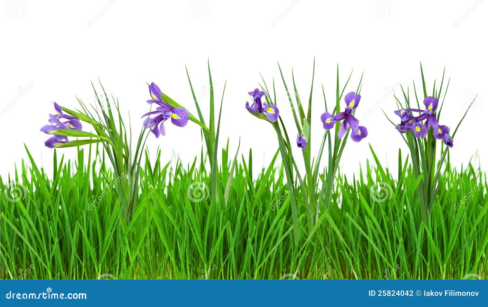 Iris Flowers in Grass Border. Isolated on White Stock Photo ...