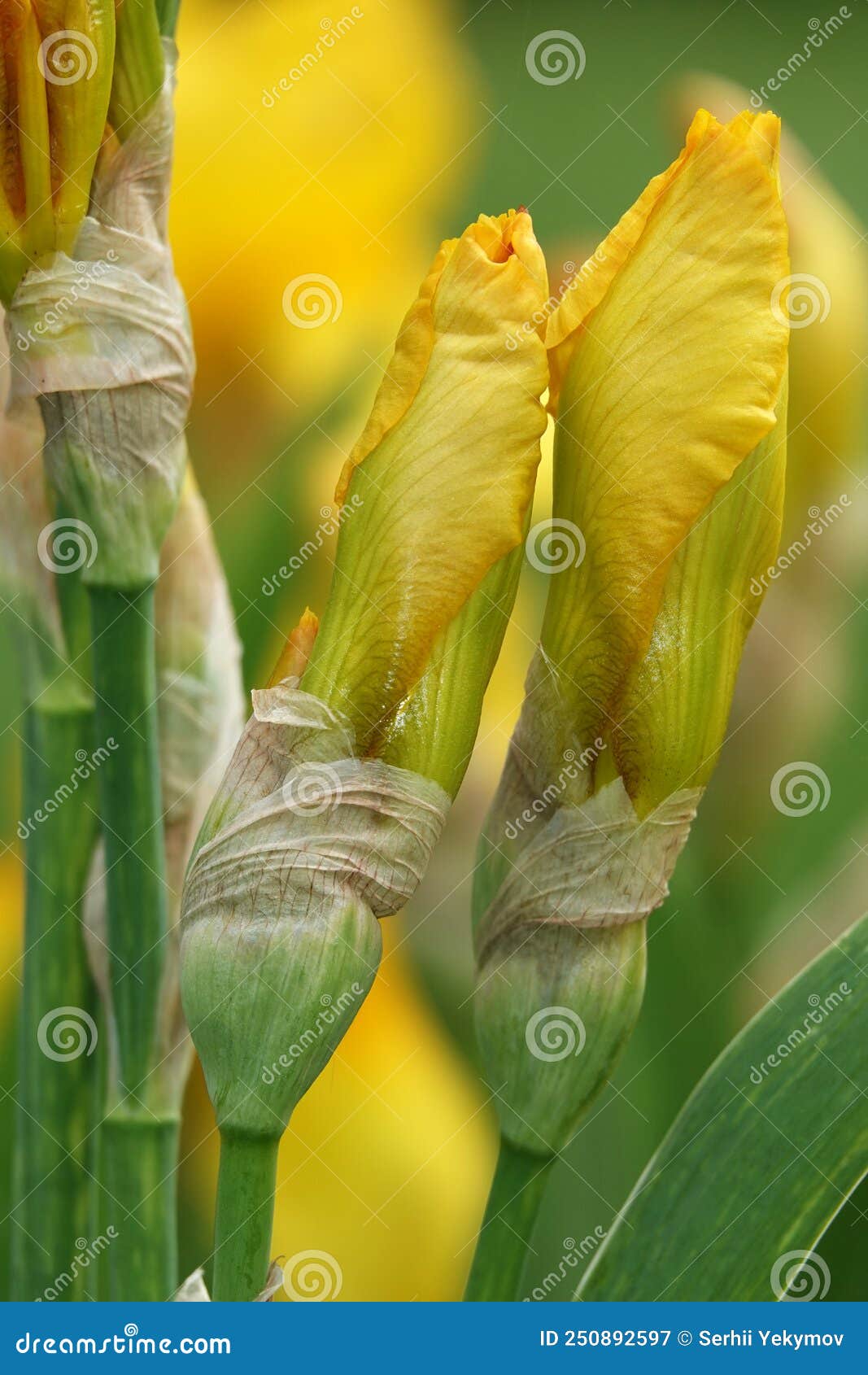 Iris Flowers are Large and Beautiful Stock Image - Image of flower ...