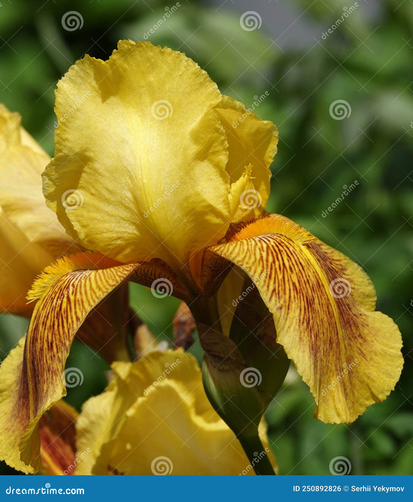 Iris Flowers are Large and Beautiful Stock Photo - Image of garden ...