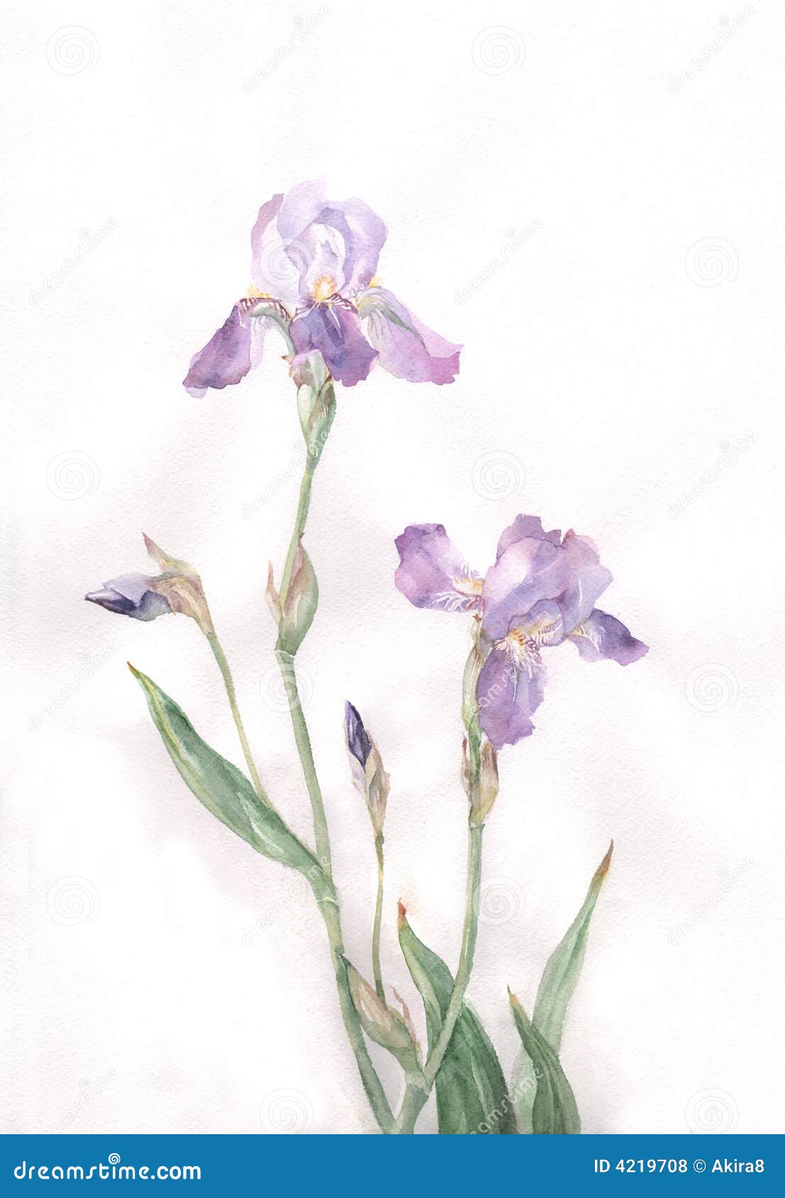 iris flowers watercolor painting