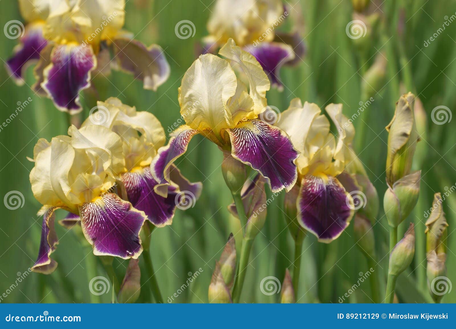 iris genial iris hybrida flowers in garden, spring