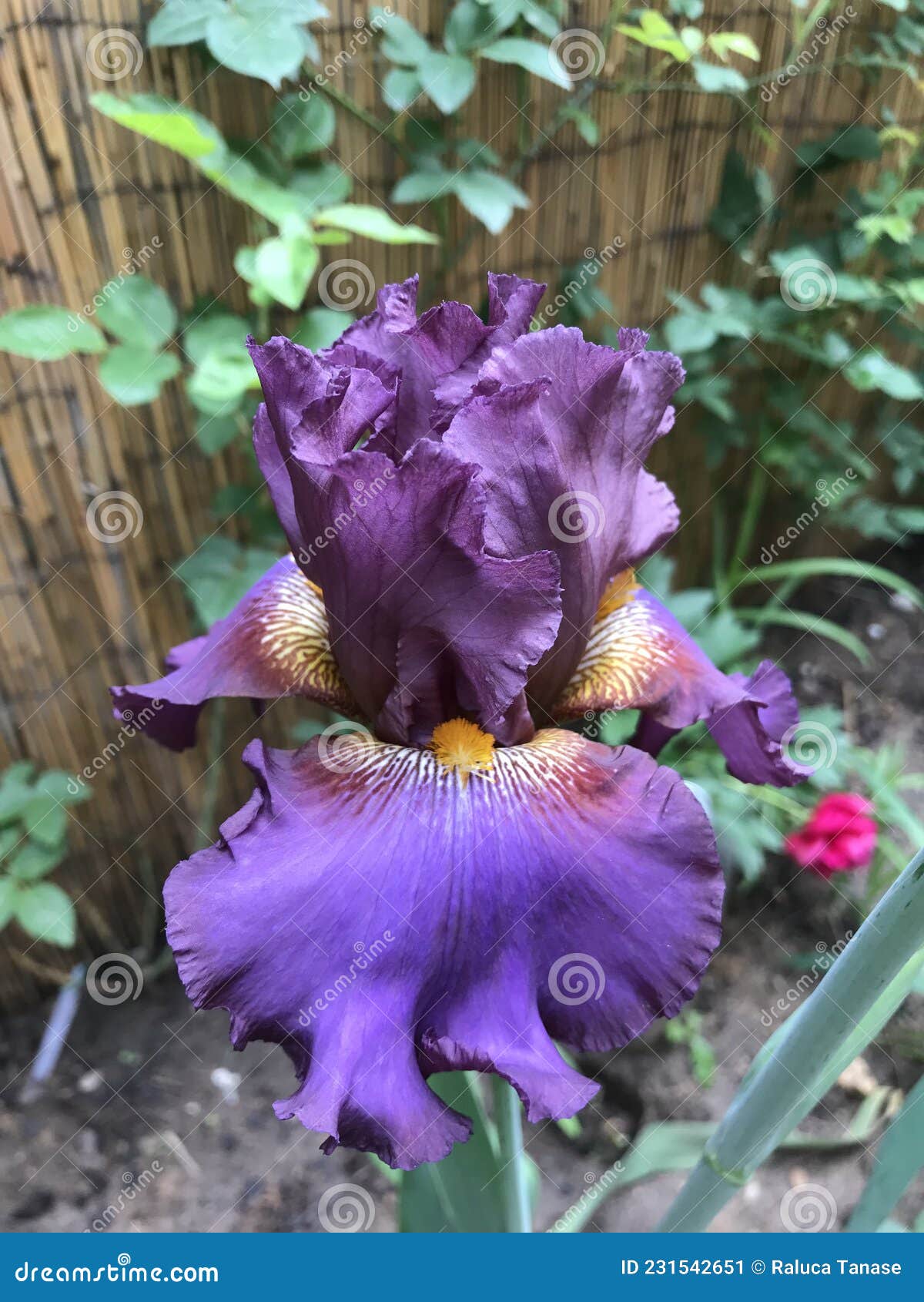 iris germanica, cantina variety