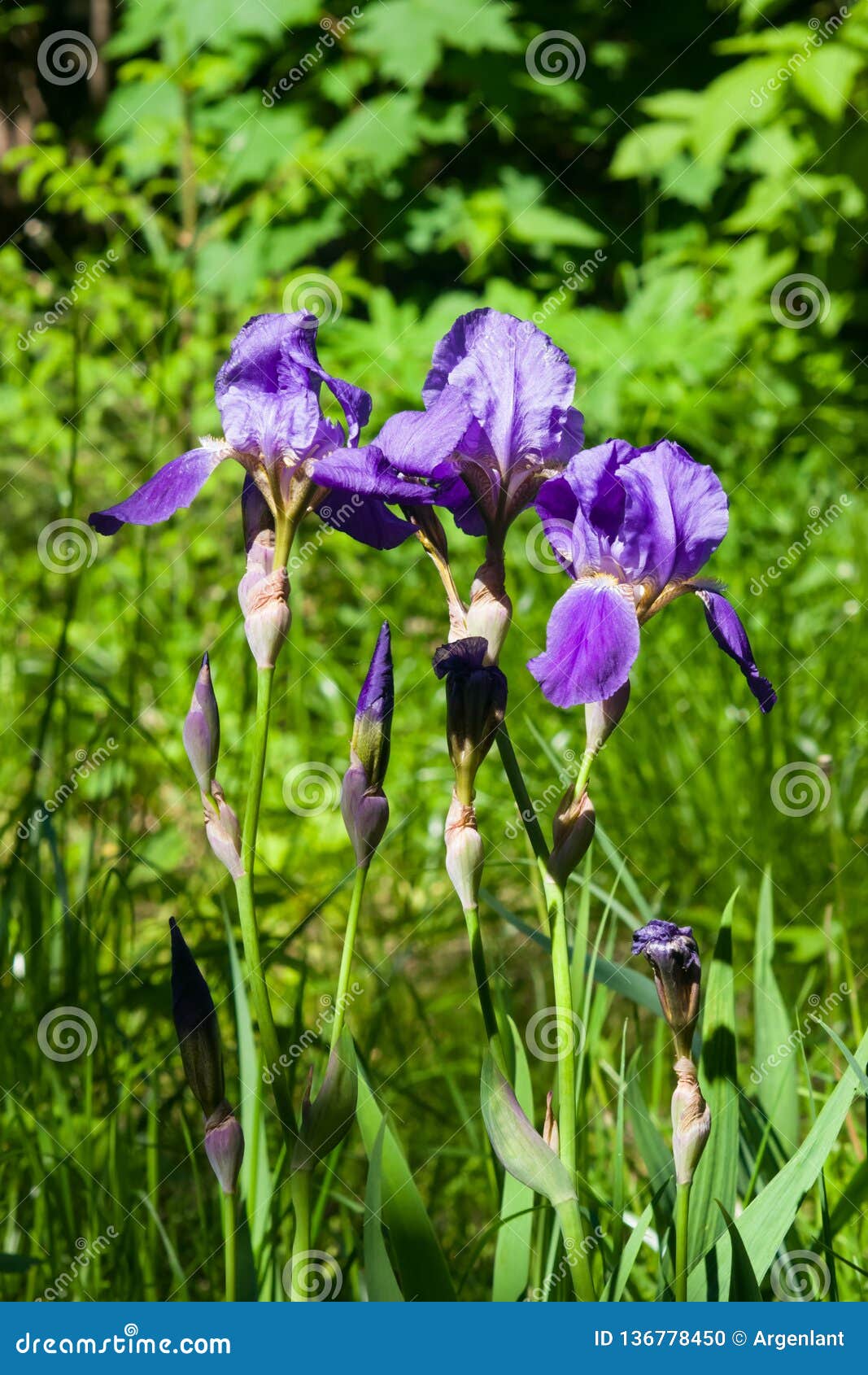 iris germanica, purple flowers and bud on stem at flowerbed closeup, selective focus, shalow dof