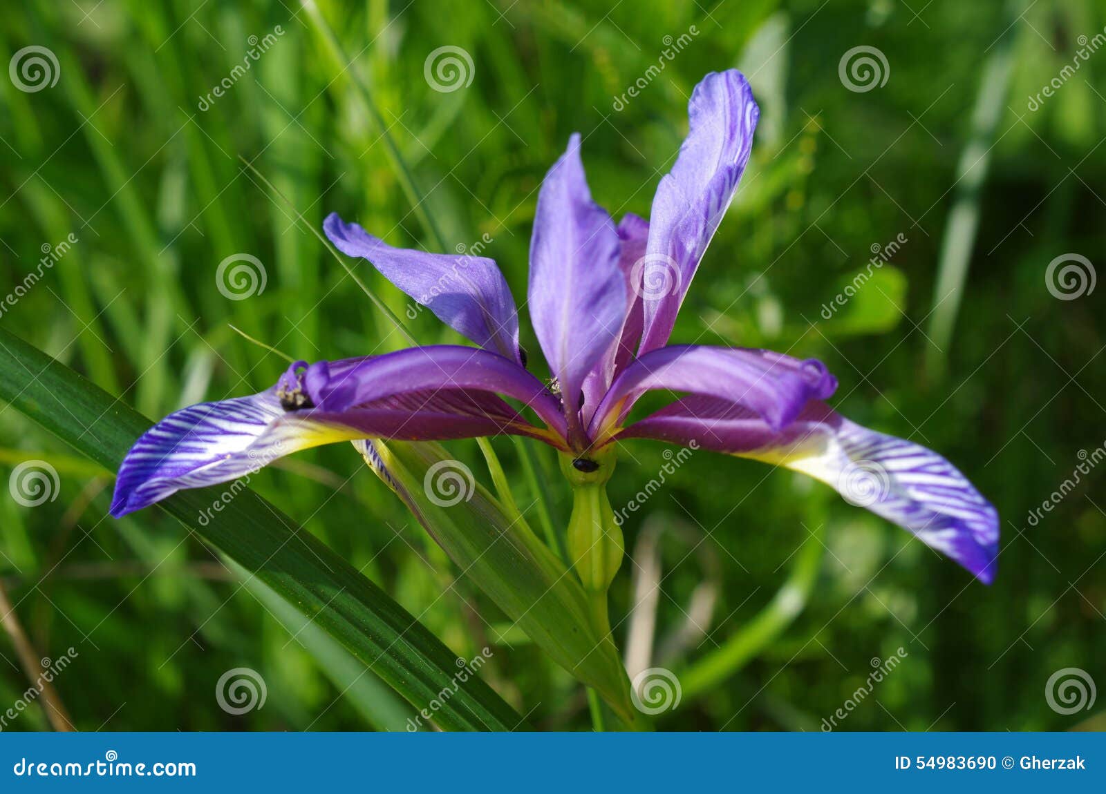 Iris Graminea (Grasleaved Iris) Stockfoto Bild von kraut, knollen