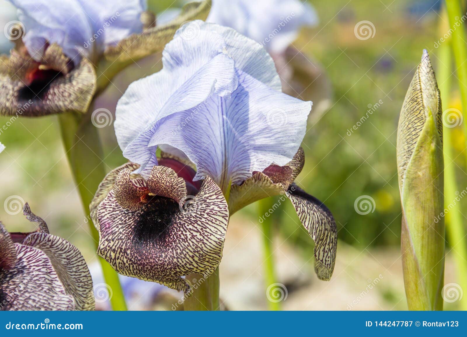 Iris Hermona, Golan Iris A Wild Flower From The Iris Genus In The